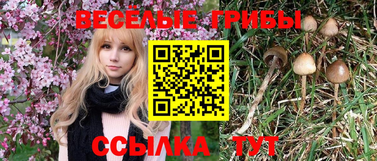 Всеволожск  Псилоцибиновые грибы мухоморы  Вход с VPN 
